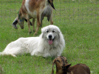 How a Dairy Goat Farm Grows Image